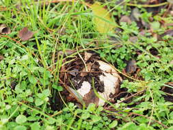 Image of Agaricus