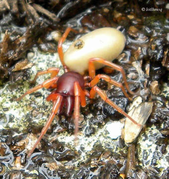 Image of dysderid spiders