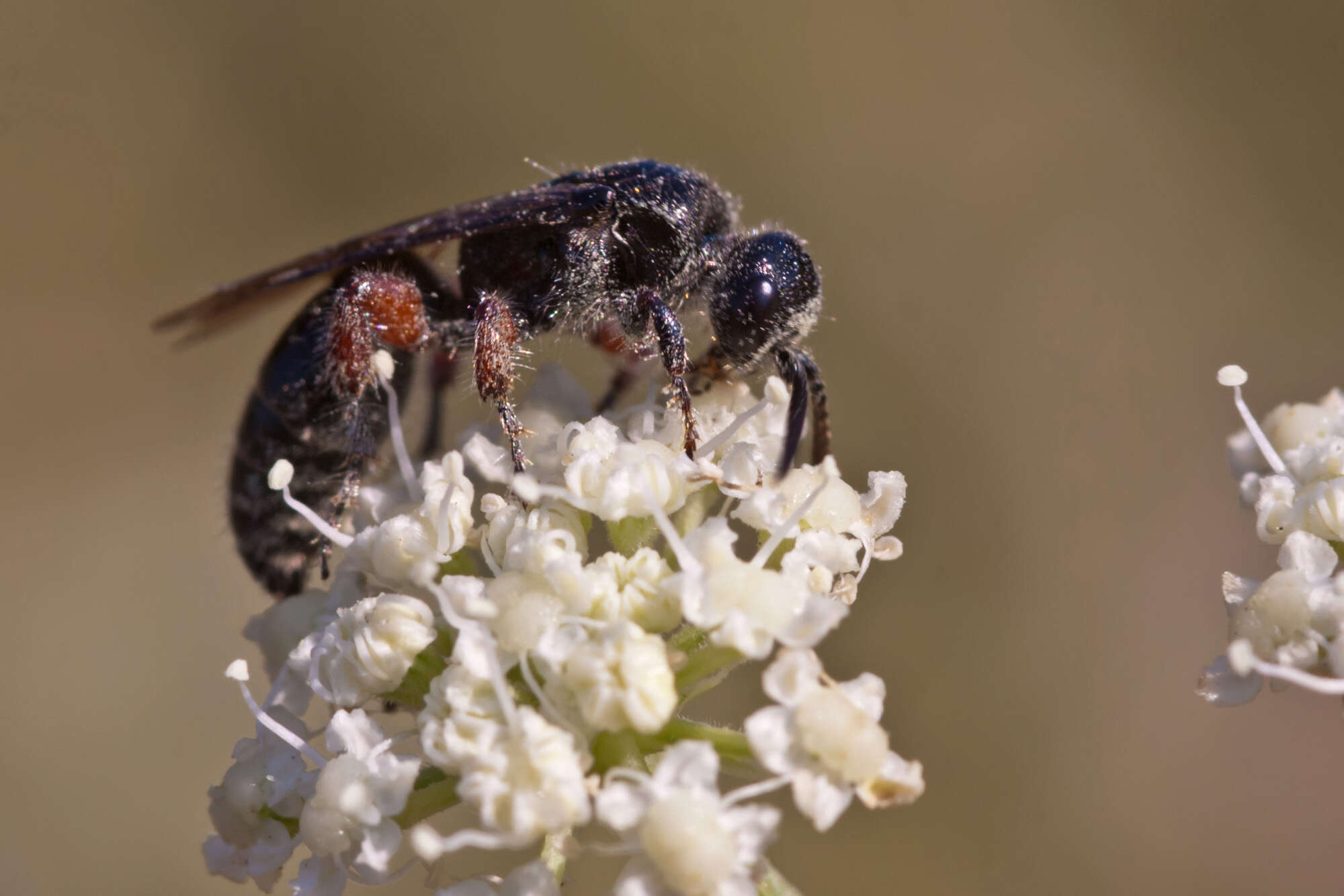 Image of tiphiid wasps