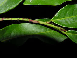 Image of Erythroxylum citrifolium A. St.-Hil.