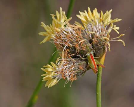 Image of umbrella-sedge