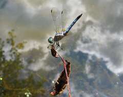 Image of Blue Dasher