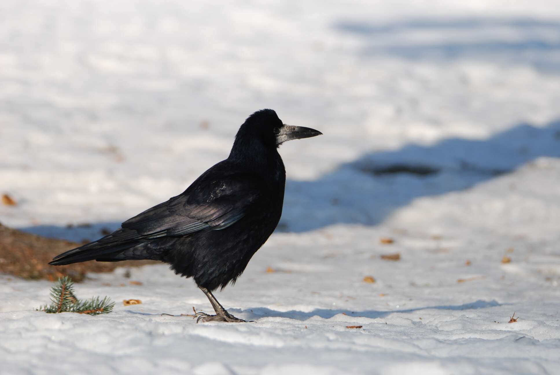 Image of Corvus Linnaeus 1758