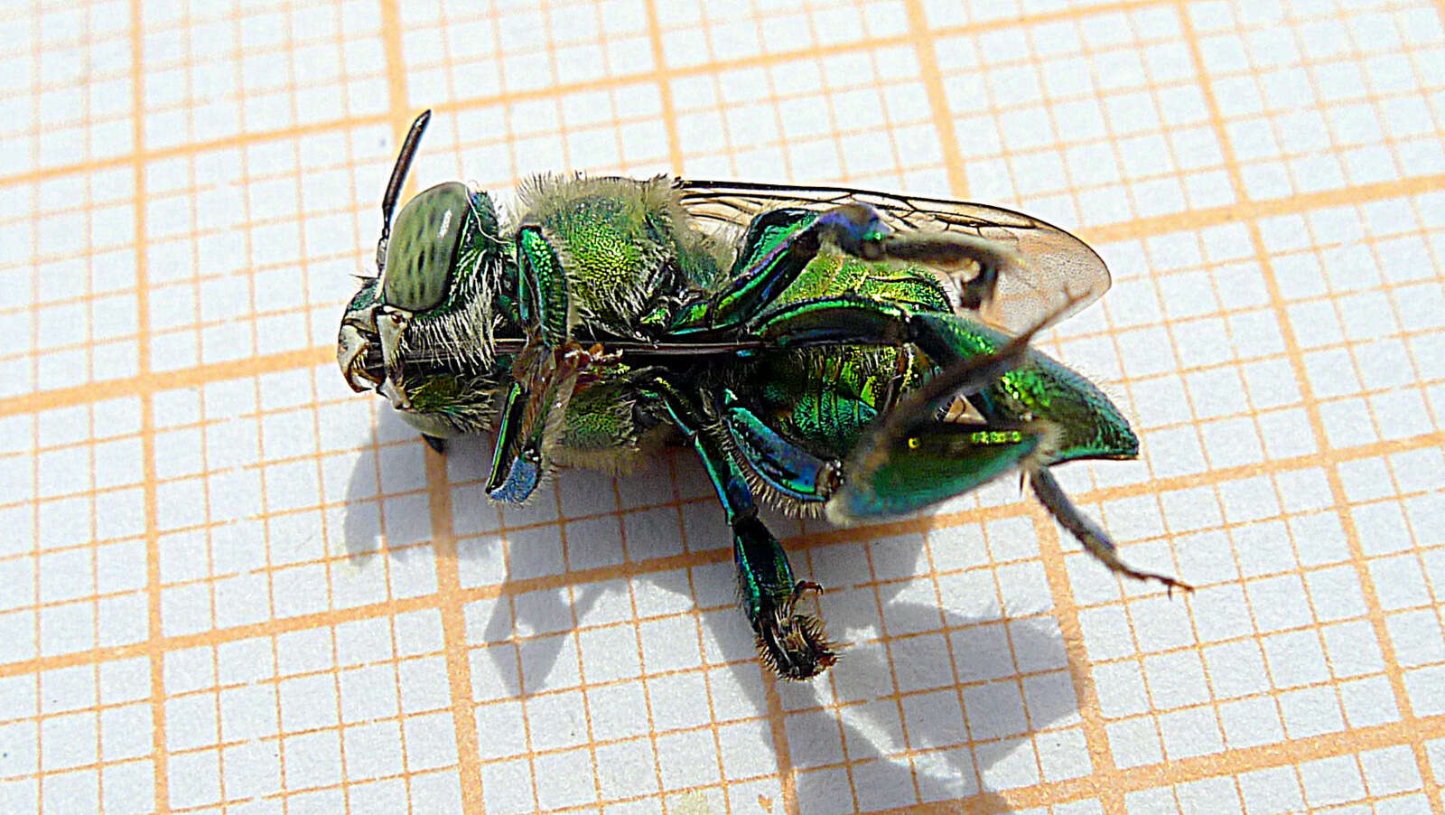 Image of Euglossa carolina Nemésio 2009