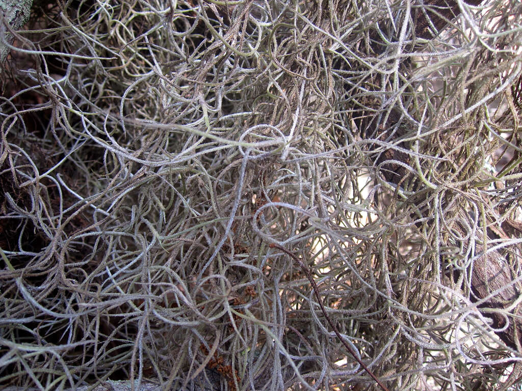 Image of Spanish moss