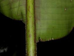 Image of Heliconia imbricata (Kuntze) Baker