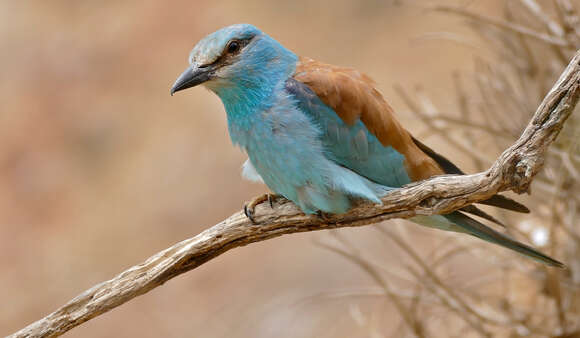 Image of European Roller