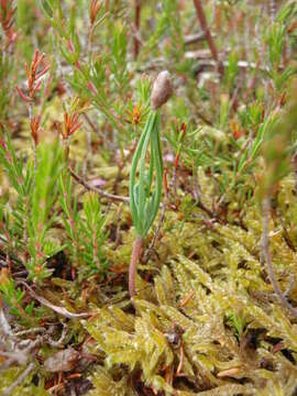 Image of Scotch Pine