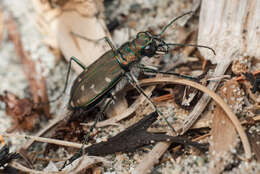 Plancia ëd Cicindela (Cicindela) oregona Le Conte 1856