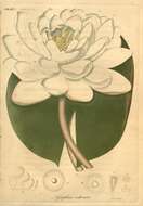 Image of waterlily