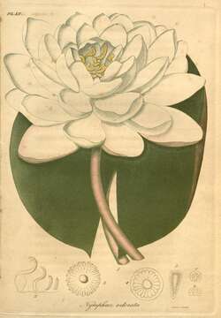 Image of American white waterlily