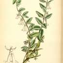 Image of Lonicera tomentella Hook. fil. & Thoms.