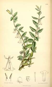 Image of Lonicera tomentella Hook. fil. & Thoms.