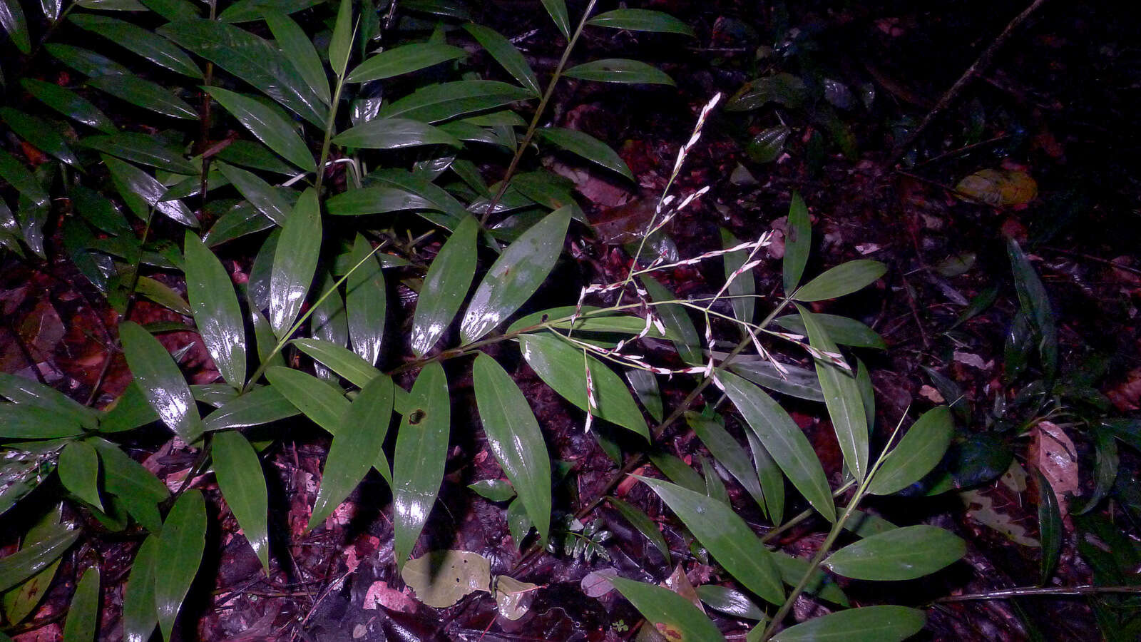 Image of creeping stalkgrass