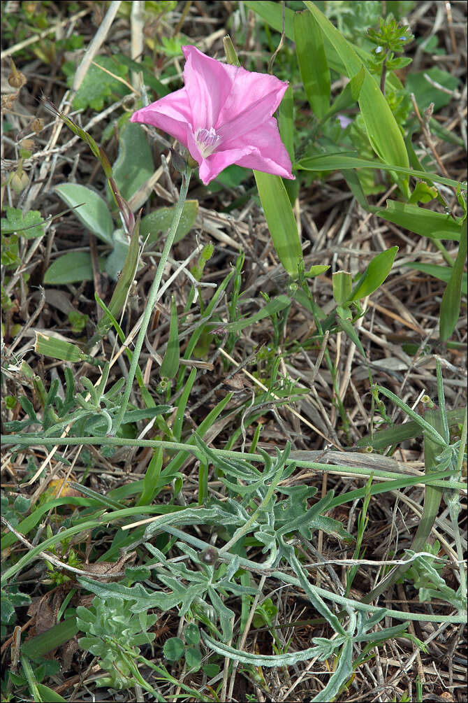 Image of Convolvulus elegantissimus Mill.