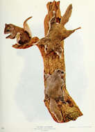 Image of American Flying Squirrels