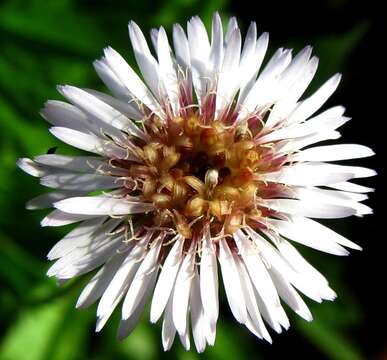 Image de Tetramolopium filiforme var. polyphyllum (Sherff) Lowrey