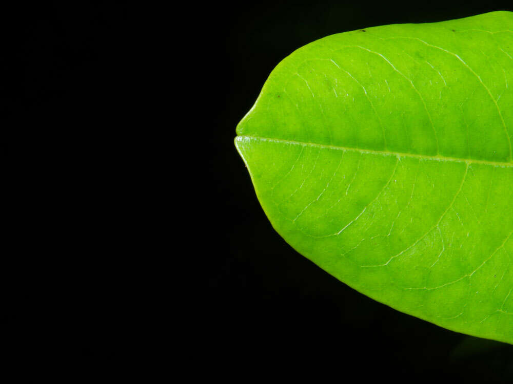 Image of Vochysia guatemalensis J. D. Smith