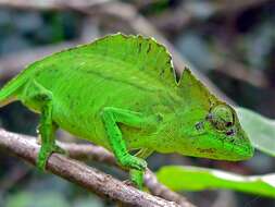 Image de Caméléon à crêté