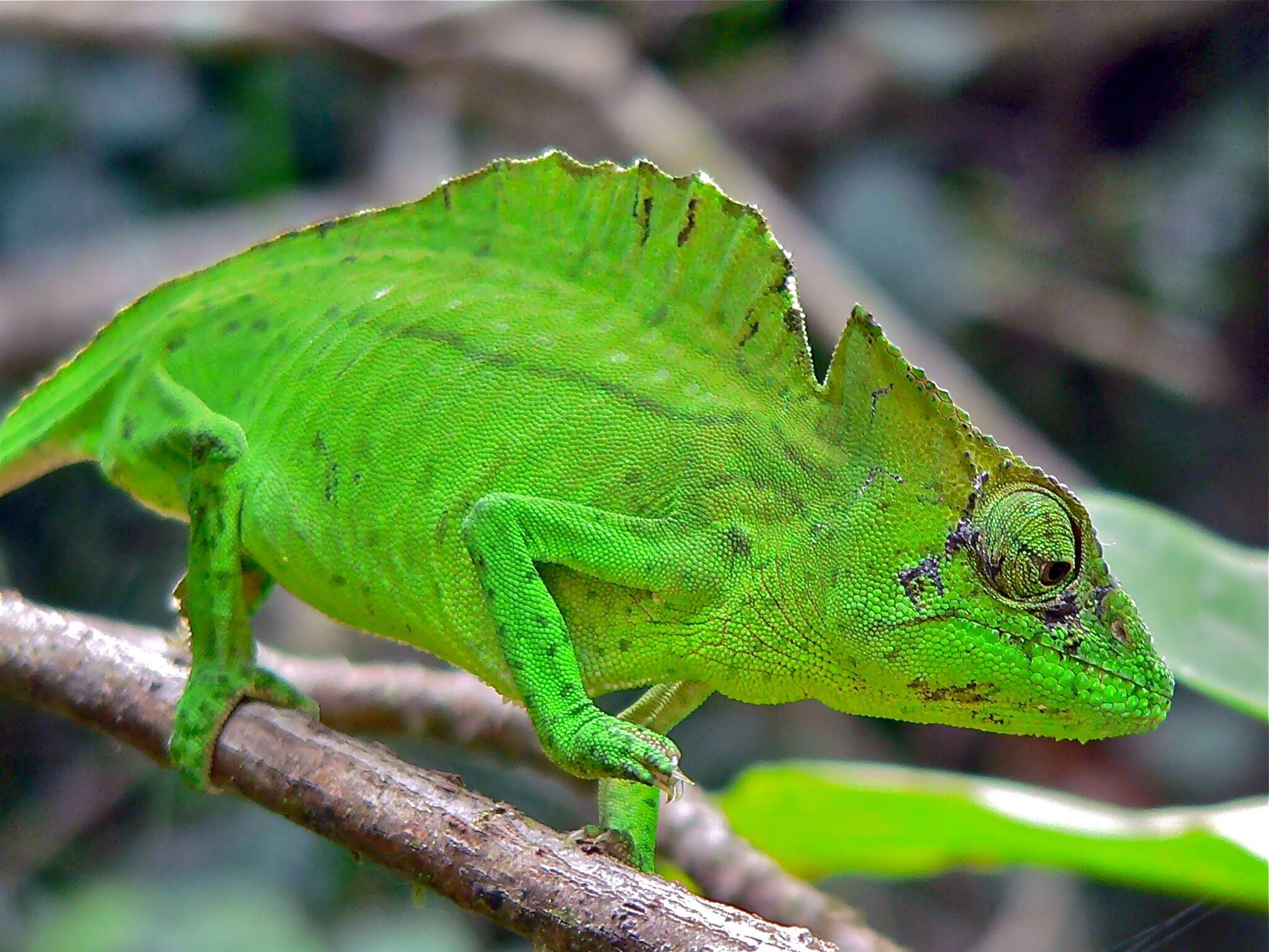 Image de Caméléon à crêté