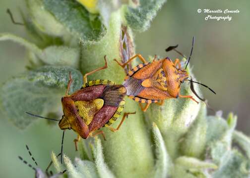 Image of Carpocoris