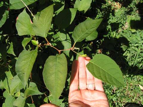 Image of Japanese Knotweed