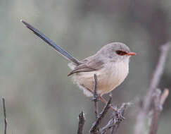 Image of Purple-backed Fairywren