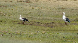 Image of Andean Goose