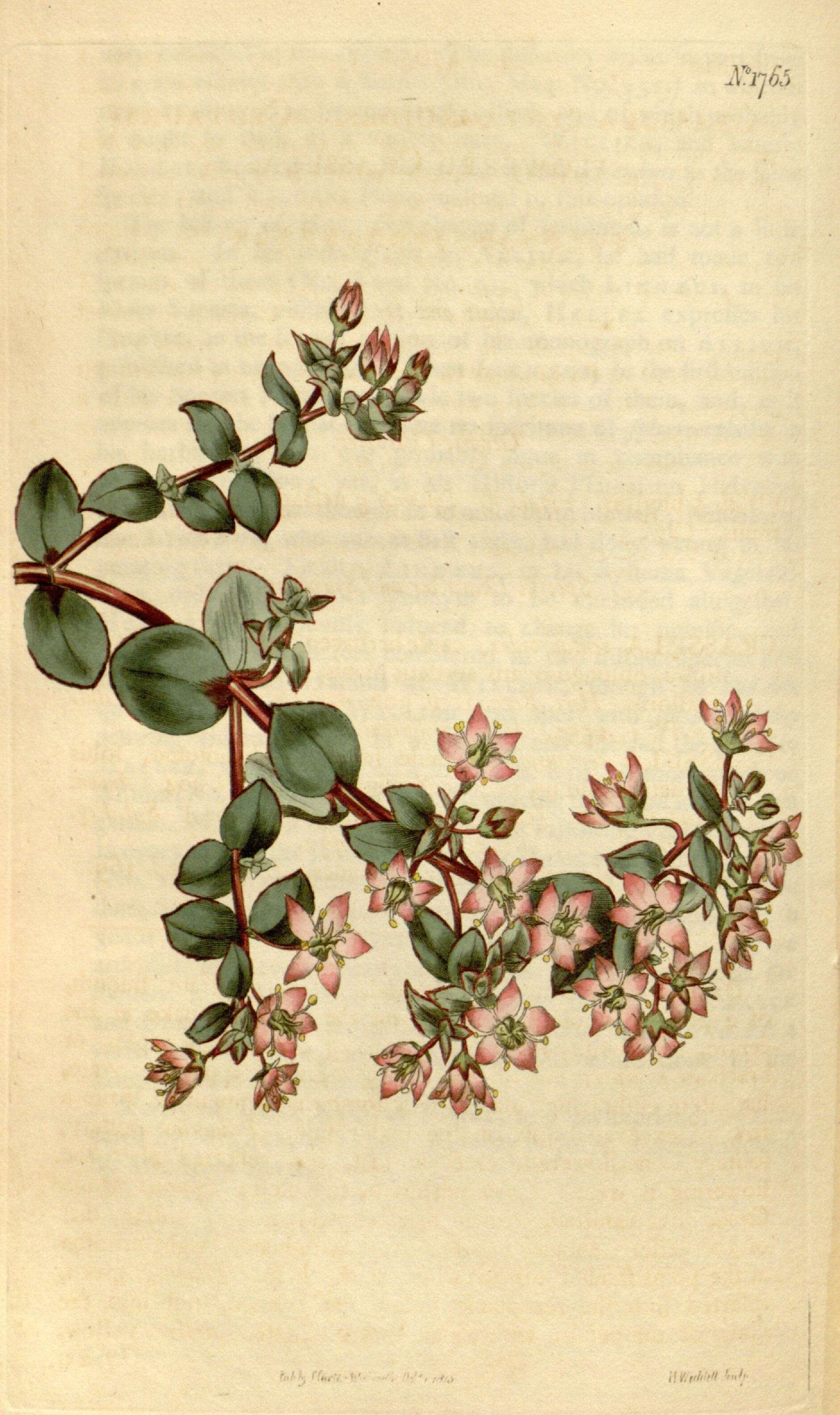 Image of Crassula strigosa L.