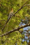 Image of hoopoes