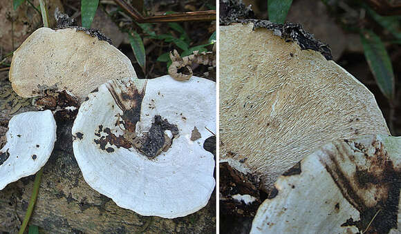 Image of Trametes