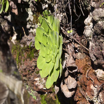 Image of aeonium