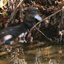 صورة Lontra canadensis lataxina (F. G. Cuvier 1823)