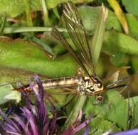 Image of Tiger Crane Flies