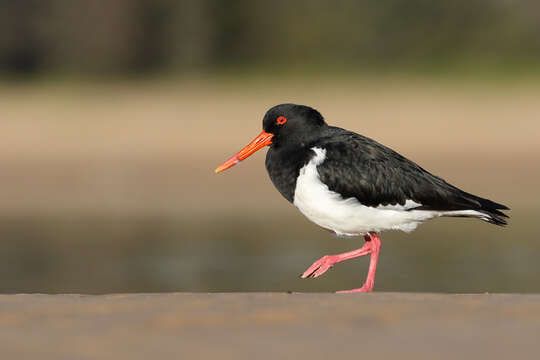 Image of Australian Pied Oystercatcher