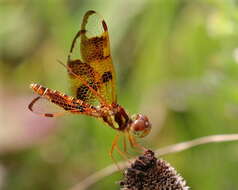 Image of Eastern Amberwing