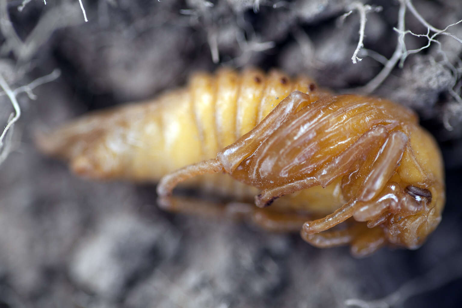 Image of Common cockchafer