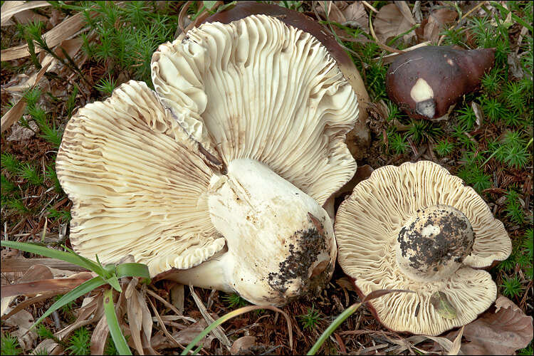 Russula viscida Kudřna 1928 resmi