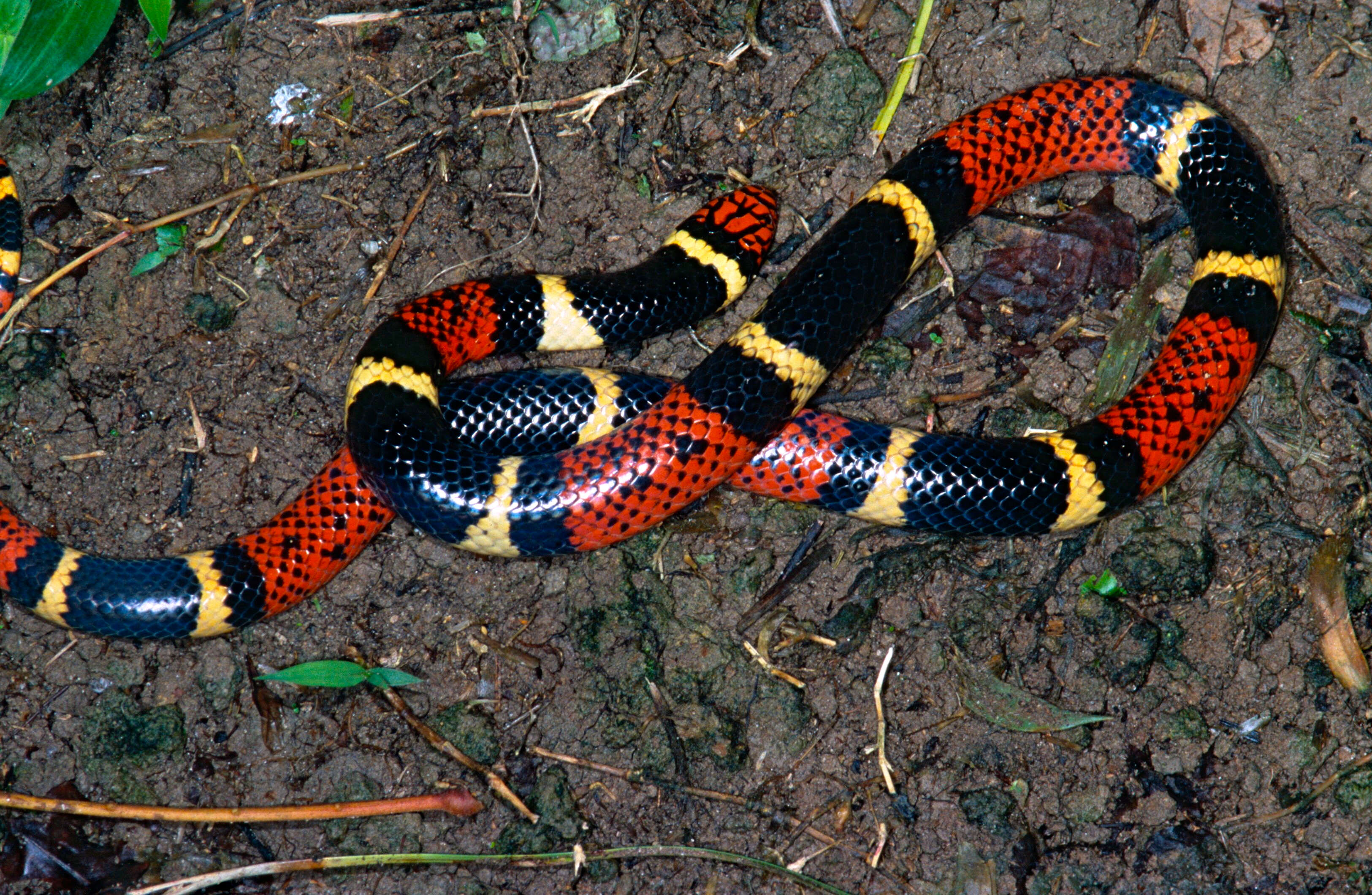 Image of American coral snakes