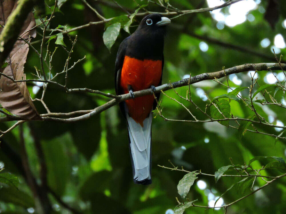 Image of Trogon Brisson 1760