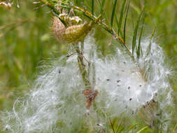 Image of Shrubby milkweed