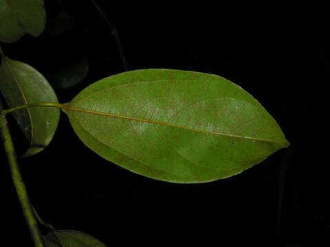 Image of Anomospermum reticulatum (C. Martius) Eichler