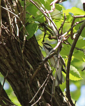 Image of Blackpoll Warbler