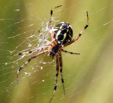 Image of Spotted Orbweavers