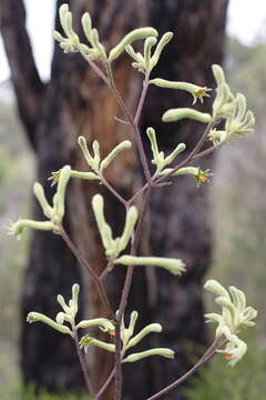 Image of Haemodoraceae