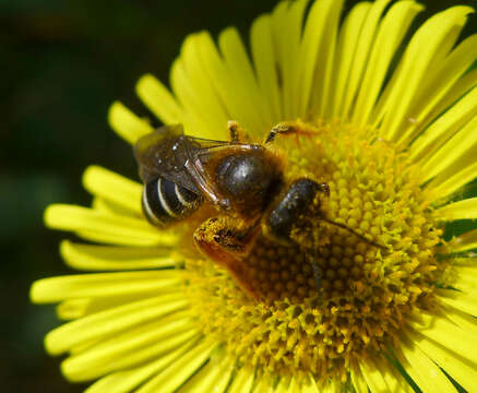 Halictus rubicundus (Christ 1791)的圖片