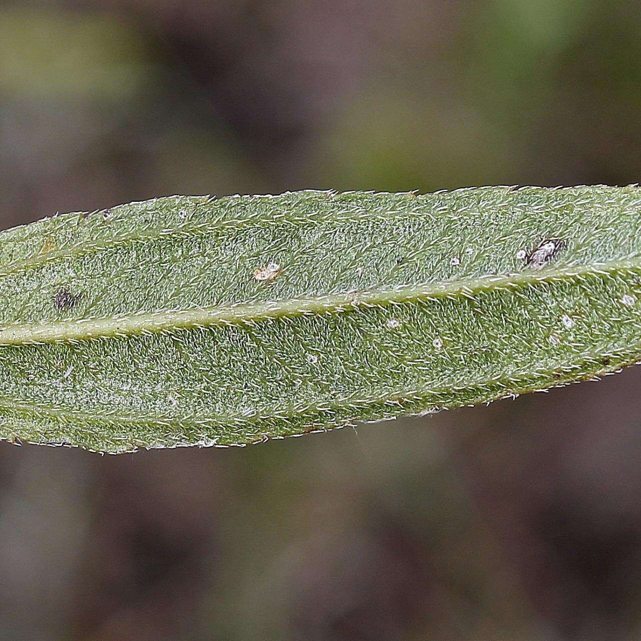 صورة Riencourtia oblongifolia Gardn.