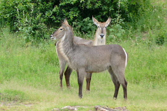 Image of Reduncinae