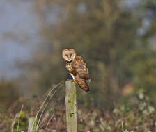 Image of barn owls, masked owls, and bay owls