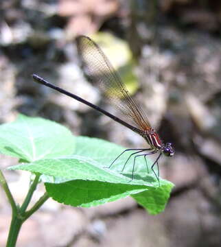 Image of Hetaerina miniata Selys 1879